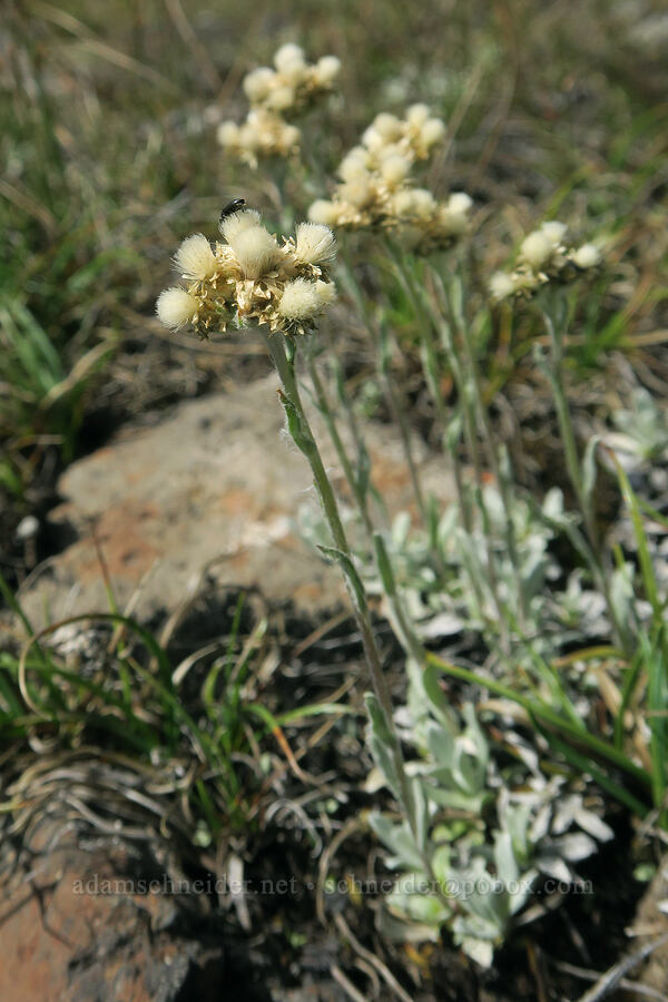 alpine pussy-toes, going to seed (Antennaria media) [Pacific Crest Trail, Three Sisters Wilderness, Lane County, Oregon]