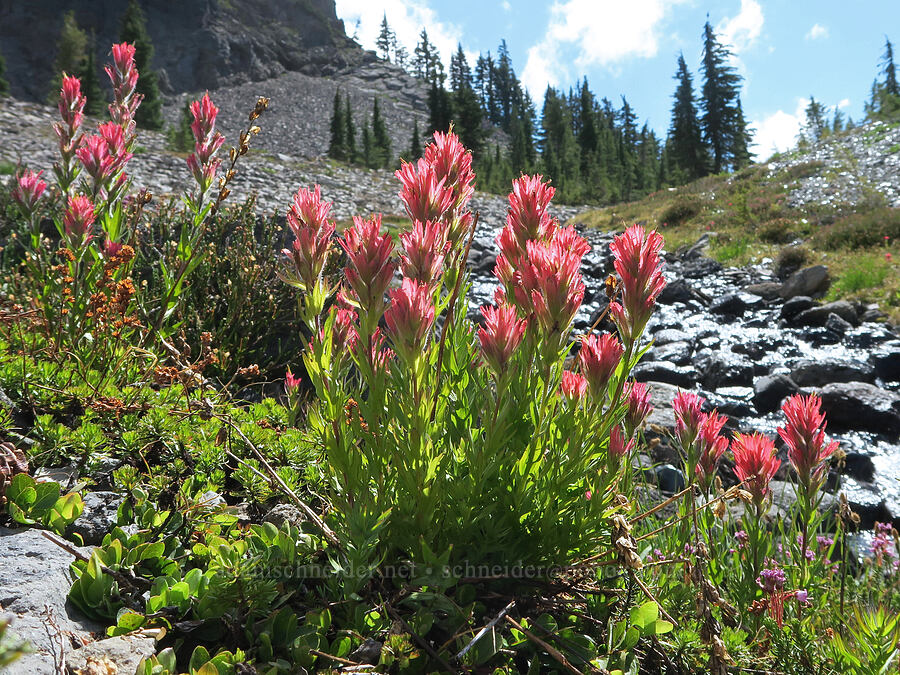 magenta paintbrush (Castilleja parviflora var. oreopola) [Glacier Creek, Three Sisters Wilderness, Lane County, Oregon]