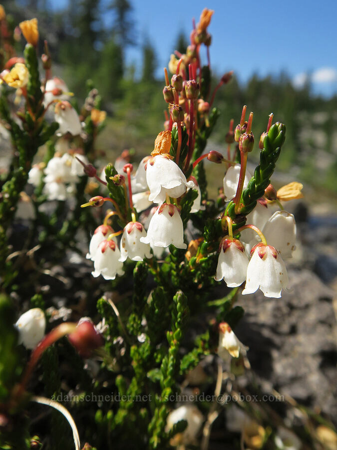 white mountain heather (Cassiope mertensiana) [Glacier Creek, Three Sisters Wilderness, Lane County, Oregon]