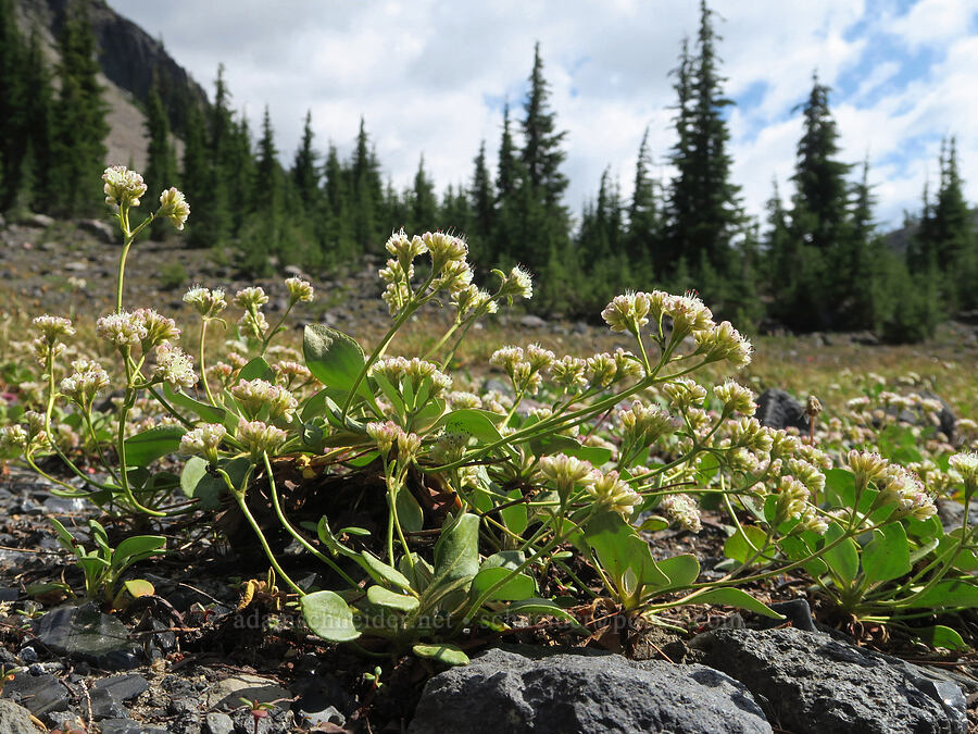 alpine buckwheat (Eriogonum pyrolifolium) [Pacific Crest Trail, Three Sisters Wilderness, Lane County, Oregon]