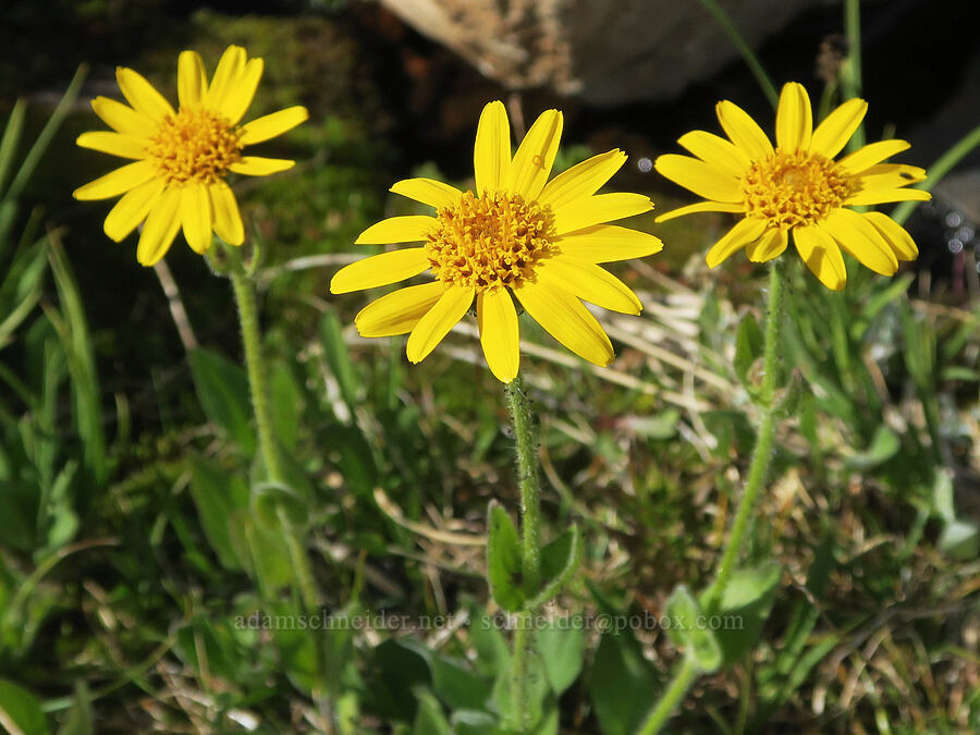 hairy arnica (Arnica mollis) [Pacific Crest Trail, Three Sisters Wilderness, Lane County, Oregon]