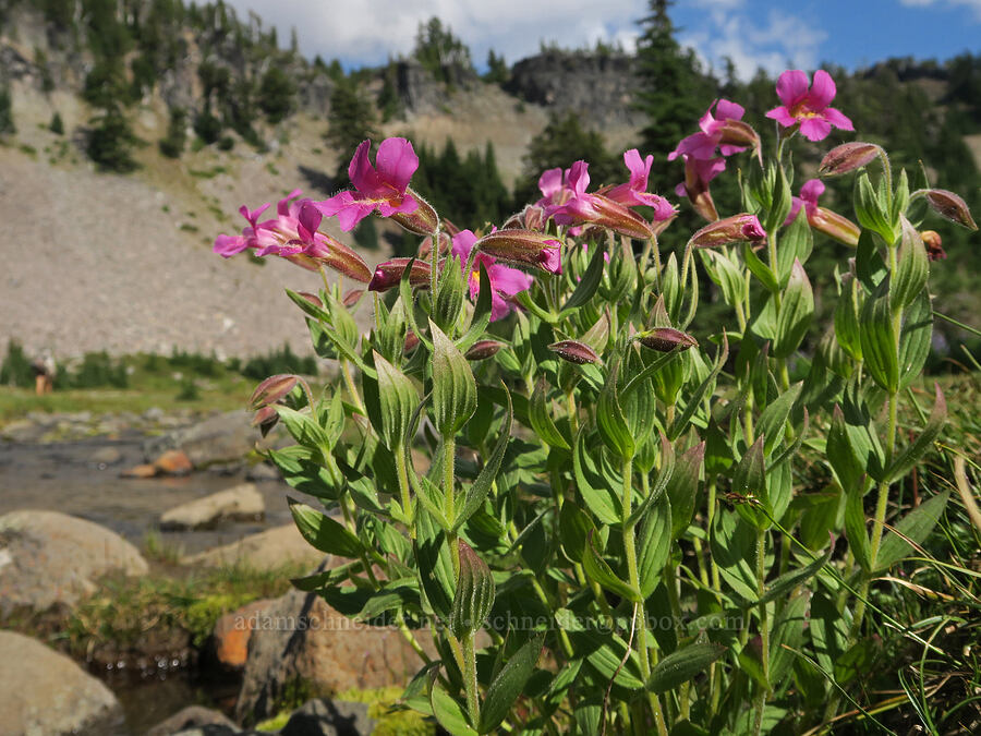 Lewis' monkeyflower (Erythranthe lewisii (Mimulus lewisii)) [Pacific Crest Trail, Three Sisters Wilderness, Lane County, Oregon]