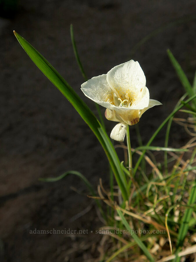 subalpine mariposa lily (Calochortus subalpinus) [Obsidian Trail, Three Sisters Wilderness, Lane County, Oregon]