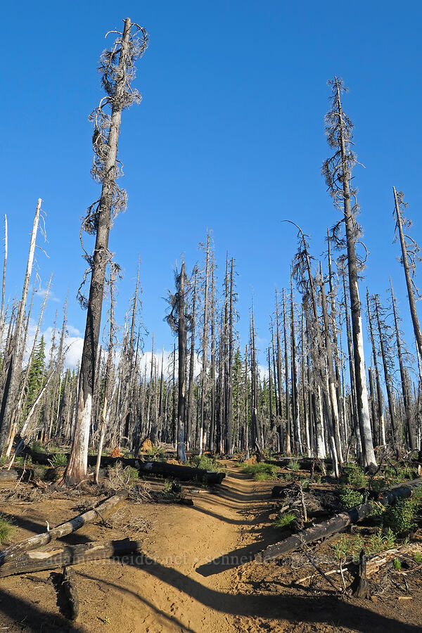 wildfire damage [Obsidian Trail, Three Sisters Wilderness, Lane County, Oregon]