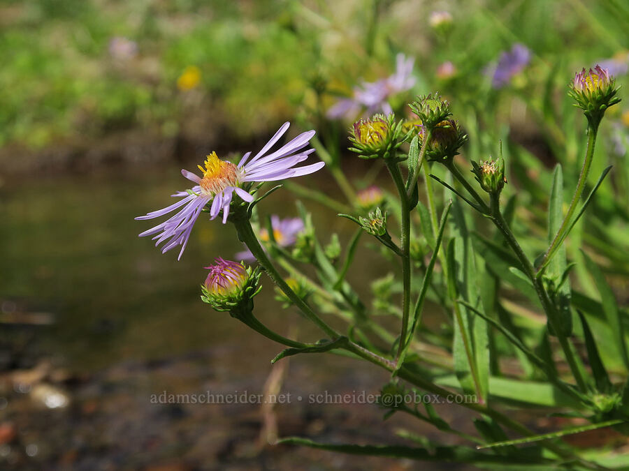leafy-bract aster (Symphyotrichum foliaceum (Aster foliaceus)) [Three Creek Meadow Trail, Deschutes National Forest, Deschutes County, Oregon]
