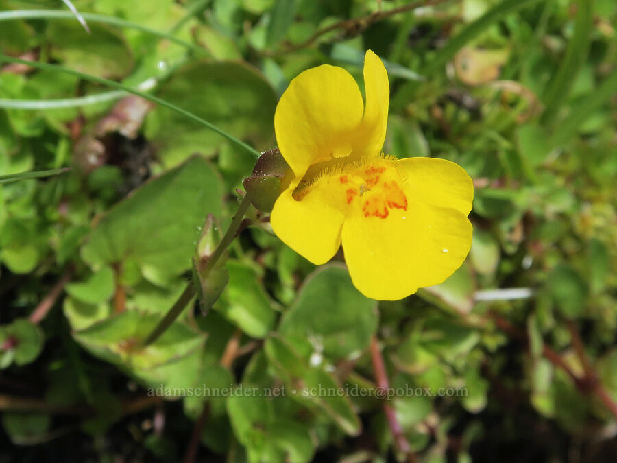 yellow monkeyflower (Erythranthe guttata (Mimulus guttatus)) [Three Creek Meadow Trail, Deschutes National Forest, Deschutes County, Oregon]
