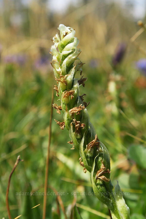hooded ladies' tresses, fading (Spiranthes romanzoffiana) [Three Creek Meadow Trail, Deschutes National Forest, Deschutes County, Oregon]
