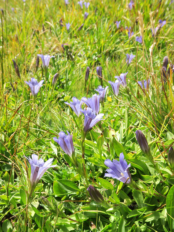Newberry's gentian (Gentiana newberryi var. newberryi) [Three Creek Meadow Trail, Deschutes National Forest, Deschutes County, Oregon]