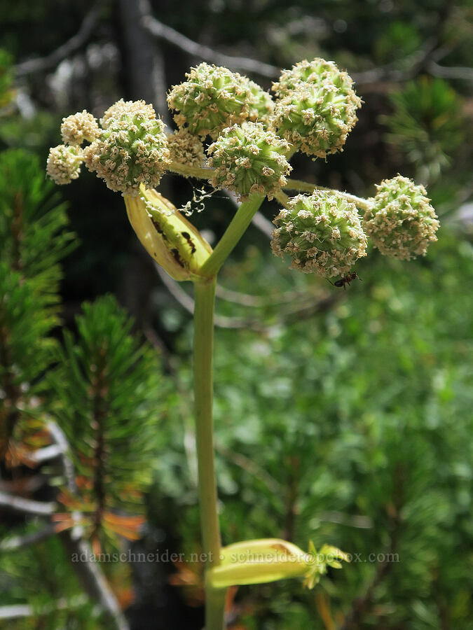 ranger's buttons, going to seed (Sphenosciadium capitellatum (Angelica capitellata)) [Three Creek Meadow Trail, Deschutes National Forest, Deschutes County, Oregon]