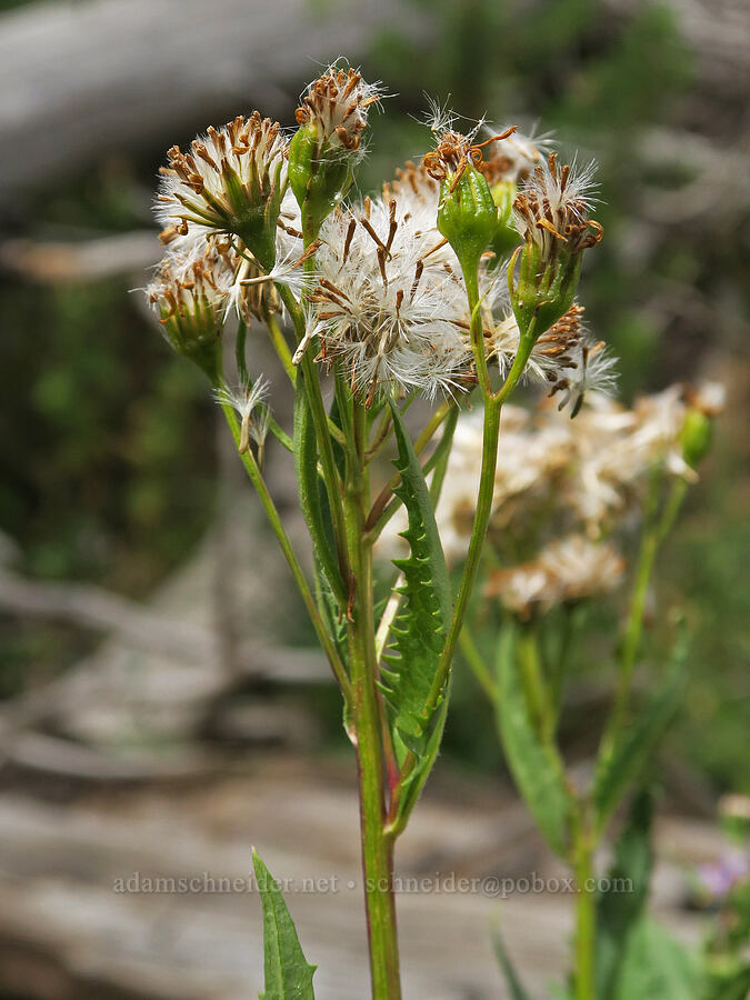 arrow-leaf groundsel, gone to seed (Senecio triangularis) [Three Creek Meadow Trail, Deschutes National Forest, Deschutes County, Oregon]