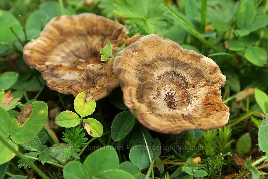 brown mushrooms [Three Creek Meadow Trail, Deschutes National Forest, Deschutes County, Oregon]