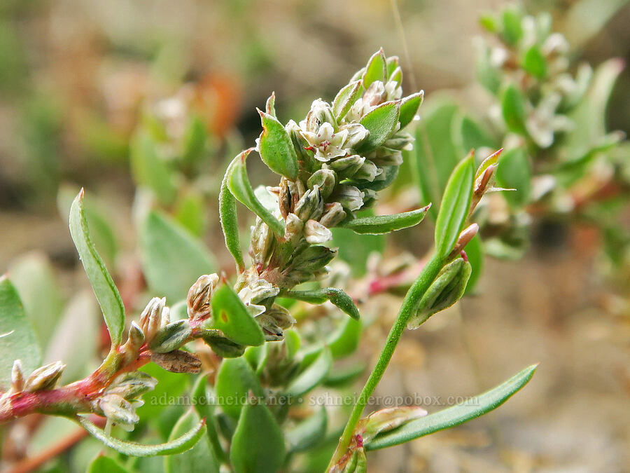 close-flowered knotweed (Polygonum polygaloides) [Three Creek Meadow Trail, Deschutes National Forest, Deschutes County, Oregon]