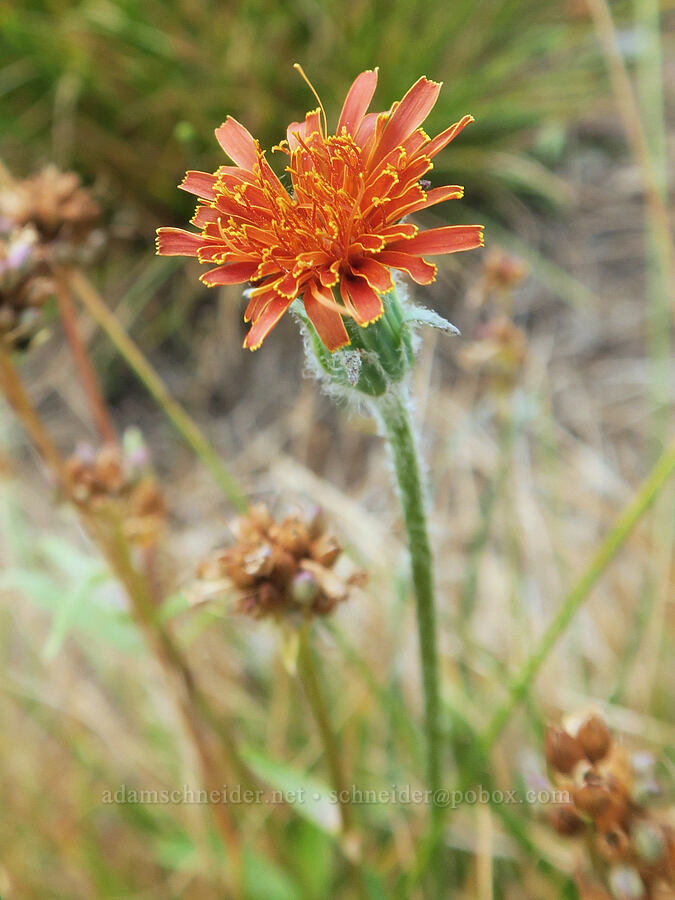 orange agoseris (Agoseris aurantiaca) [Three Creek Meadow Trail, Deschutes National Forest, Deschutes County, Oregon]