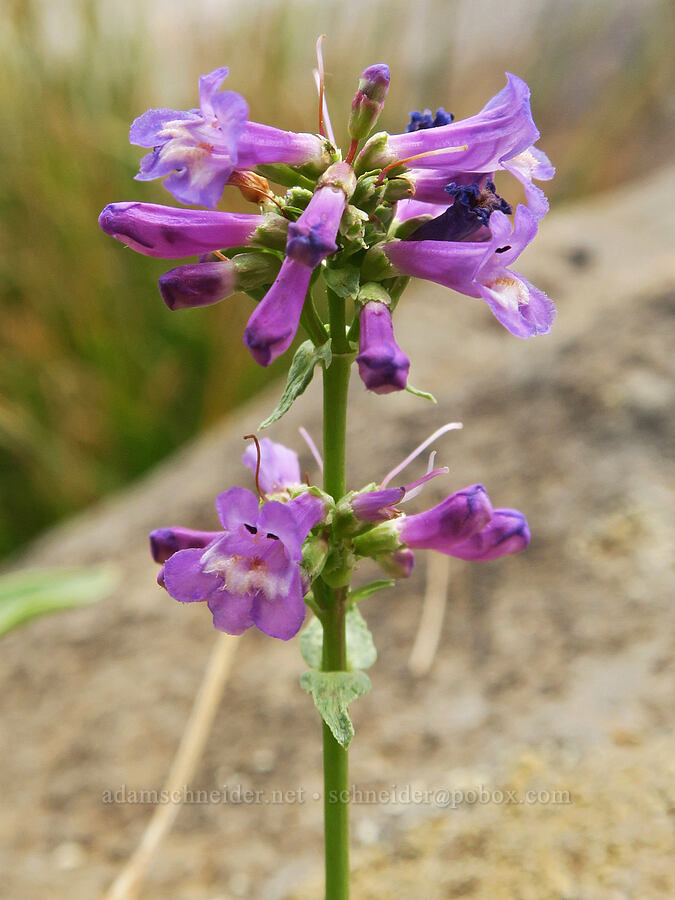 small-flowered penstemon (Penstemon procerus) [Three Creek Meadow Trail, Deschutes National Forest, Deschutes County, Oregon]