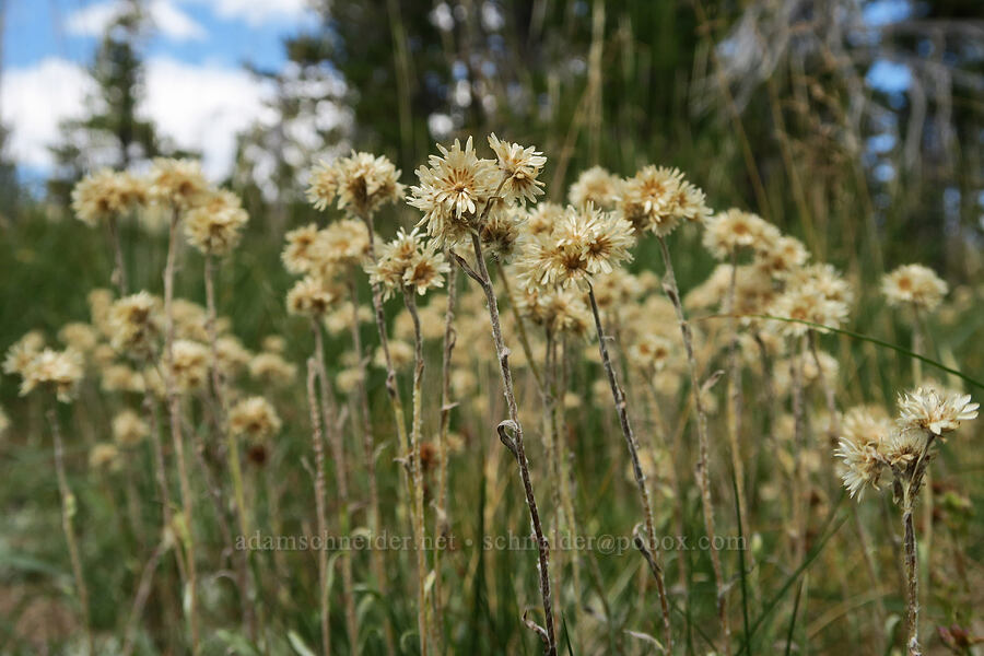 alpine pussy-toes, gone to seed (Antennaria media) [Little Three Creek Lake Trail, Deschutes National Forest, Deschutes County, Oregon]
