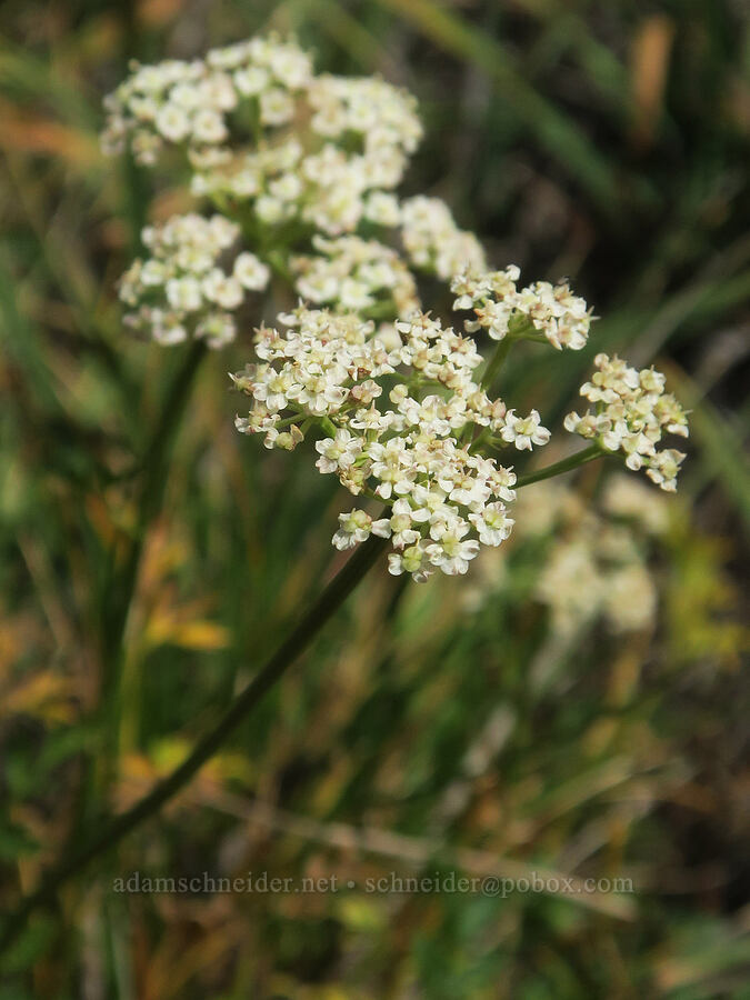 Gray's lovage (Ligusticum grayi) [Little Three Creek Lake Trail, Deschutes National Forest, Deschutes County, Oregon]