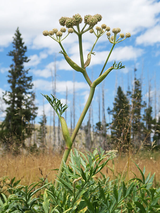ranger's buttons, going to seed (Sphenosciadium capitellatum (Angelica capitellata)) [Little Three Creek Lake Trail, Deschutes National Forest, Deschutes County, Oregon]