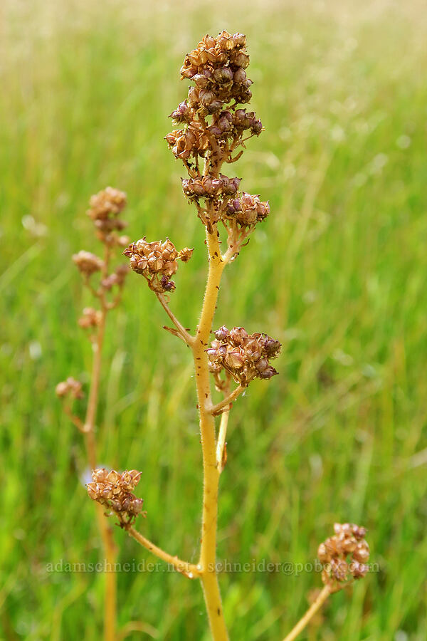 Oregon saxifrage, gone to seed (Micranthes oregana (Saxifraga oregana)) [Little Three Creek Lake Trail, Deschutes National Forest, Deschutes County, Oregon]