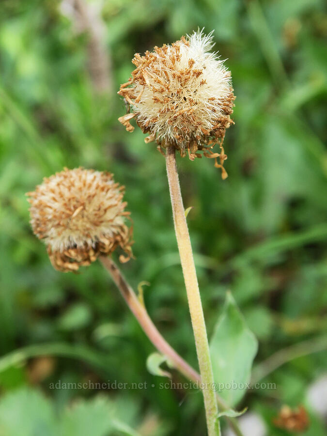 subalpine fleabane, gone to seed (Erigeron glacialis var. glacialis) [Little Three Creek Lake, Deschutes National Forest, Deschutes County, Oregon]