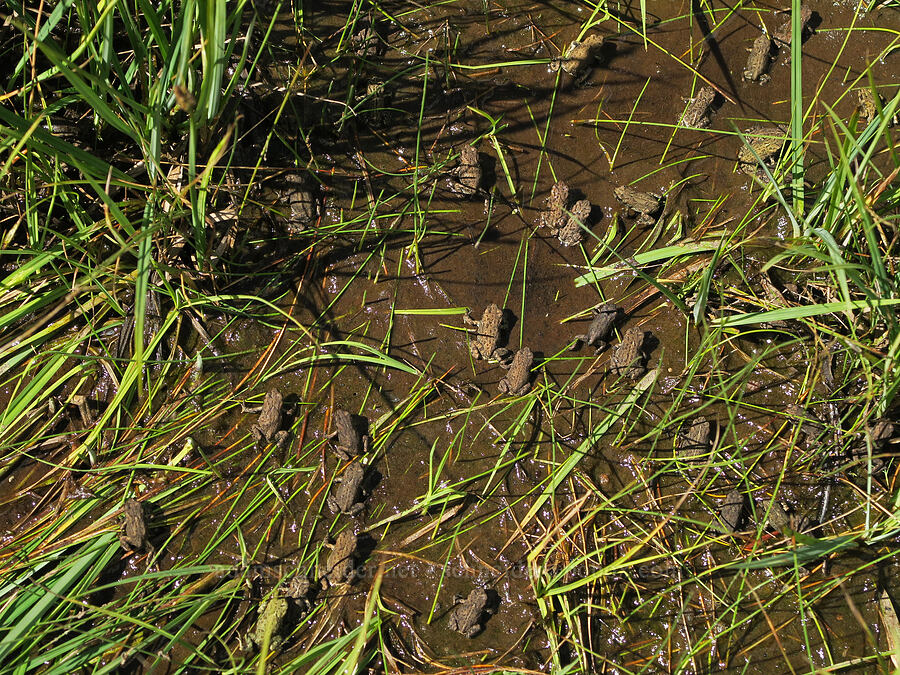 young western/boreal toads (Anaxyrus boreas boreas (Bufo boreas boreas)) [Little Three Creek Lake, Deschutes National Forest, Deschutes County, Oregon]