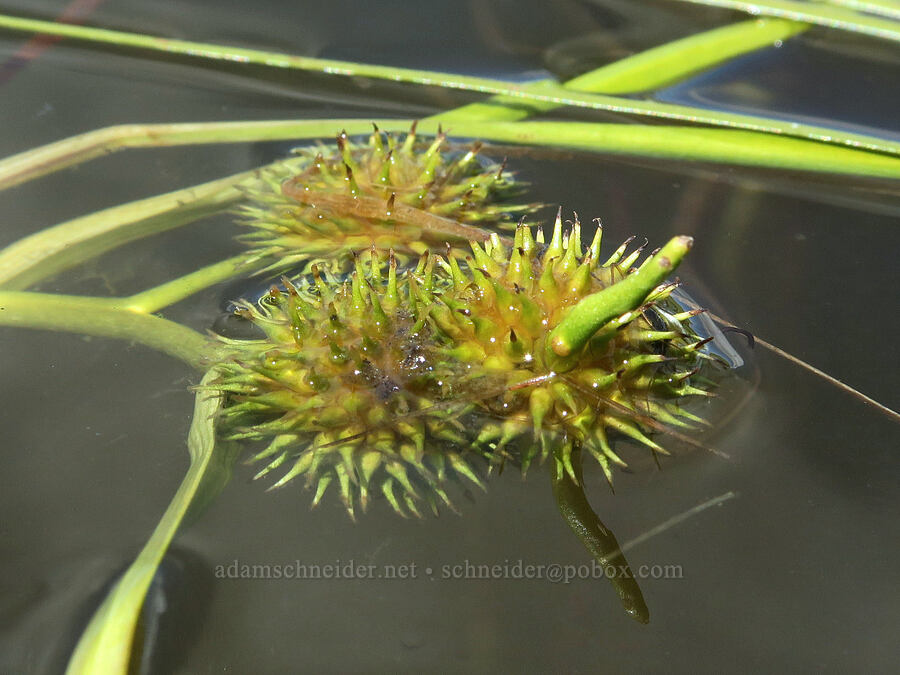 narrow-leaf bur-reed (Sparganium angustifolium) [Little Three Creek Lake, Deschutes National Forest, Deschutes County, Oregon]
