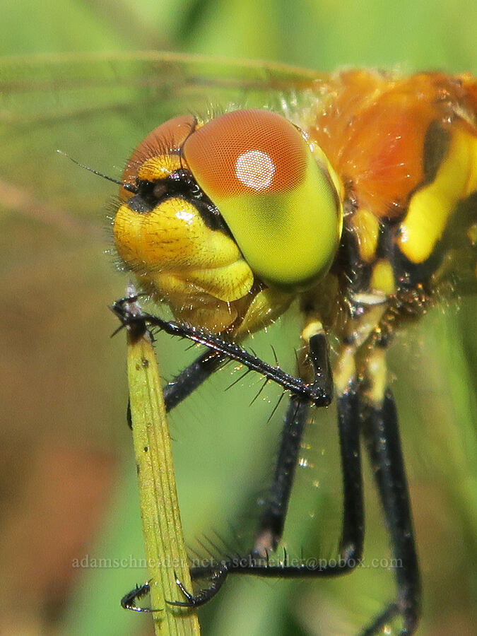 black meadow-hawk dragonfly (Sympetrum danae) [Little Three Creek Lake, Deschutes National Forest, Deschutes County, Oregon]