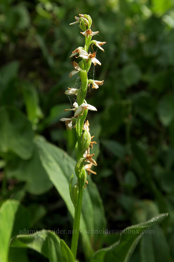 white bog orchid, fading (Platanthera dilatata (Habenaria dilatata) (Piperia dilatata)) [Little Three Creek Lake, Deschutes National Forest, Deschutes County, Oregon]