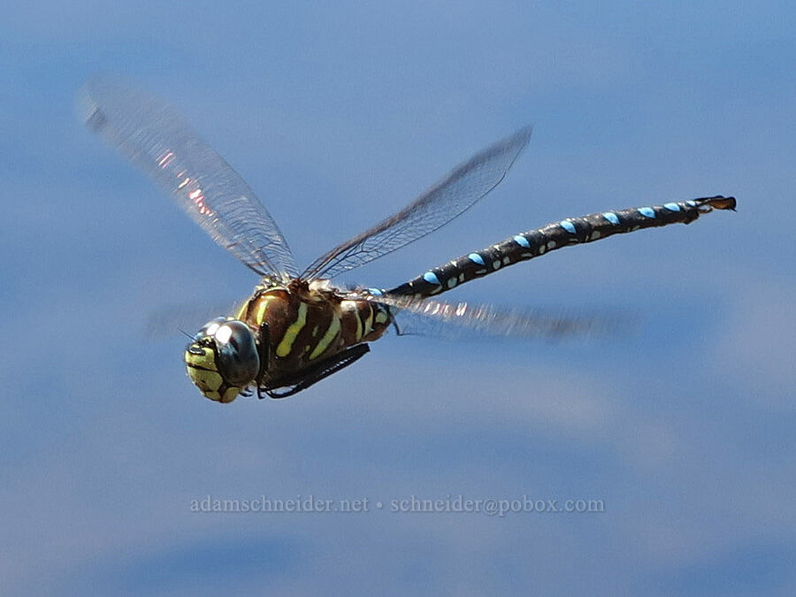 paddle-tail darner dragonfly (Aeshna palmata) [east of Little Three Creek Lake, Deschutes National Forest, Deschutes County, Oregon]