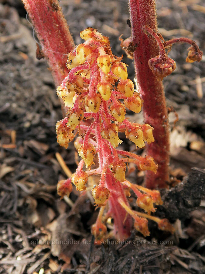 pinedrops (Pterospora andromedea) [east of Little Three Creek Lake, Deschutes National Forest, Deschutes County, Oregon]