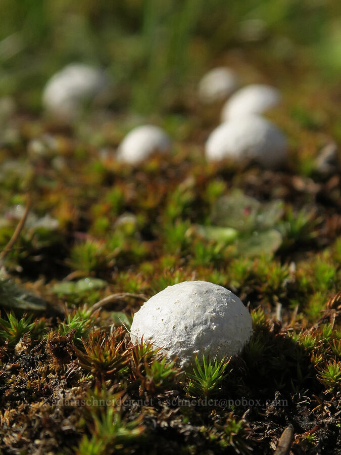 tiny puffball mushrooms [Three Creek Lake, Deschutes National Forest, Deschutes County, Oregon]