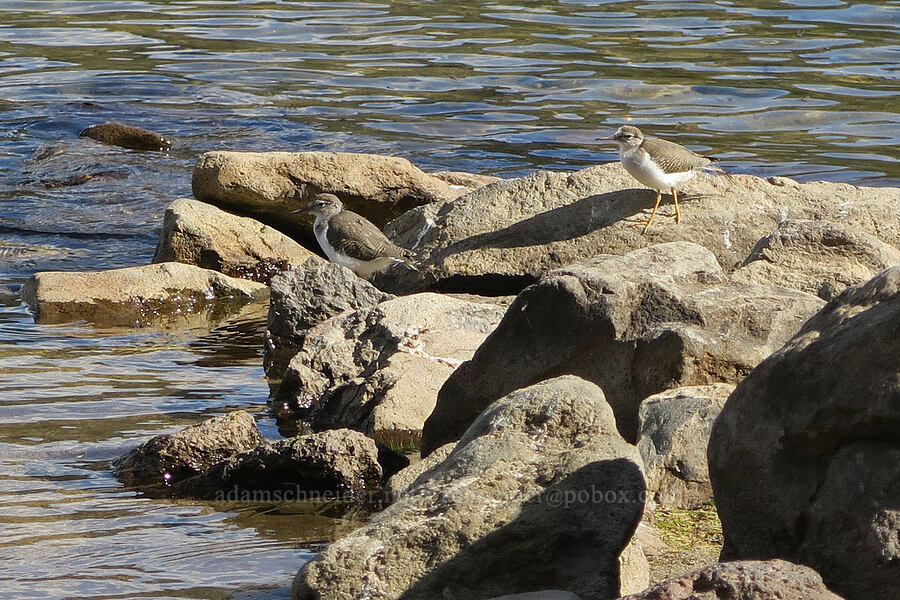 spotted sandpipers (Actitis macularius) [Three Creek Lake, Deschutes National Forest, Deschutes County, Oregon]