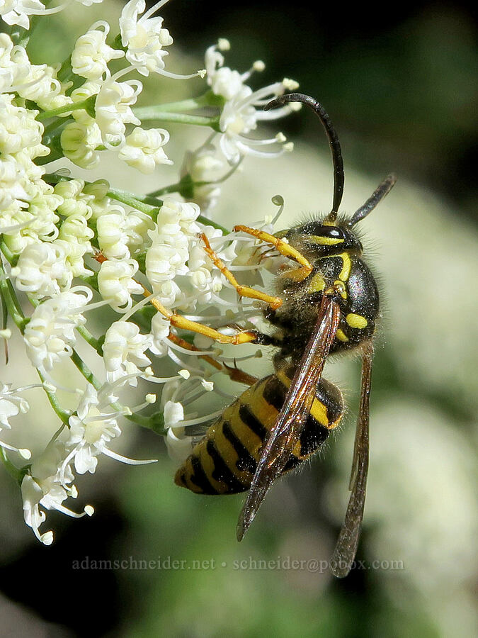 yellowjacket wasp on angelica (Dolichovespula sp., Angelica sp.) [East Fork Trail, Deschutes National Forest, Deschutes County, Oregon]