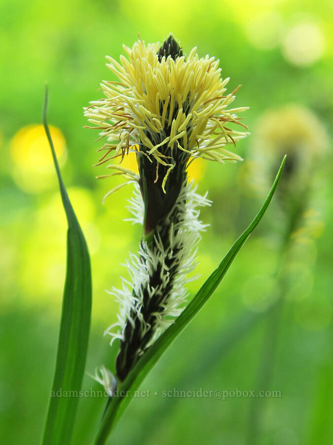 showy sedge (Carex spectabilis) [Pinnacle Peak Trail, Mt. Rainier National Park, Lewis County, Washington]