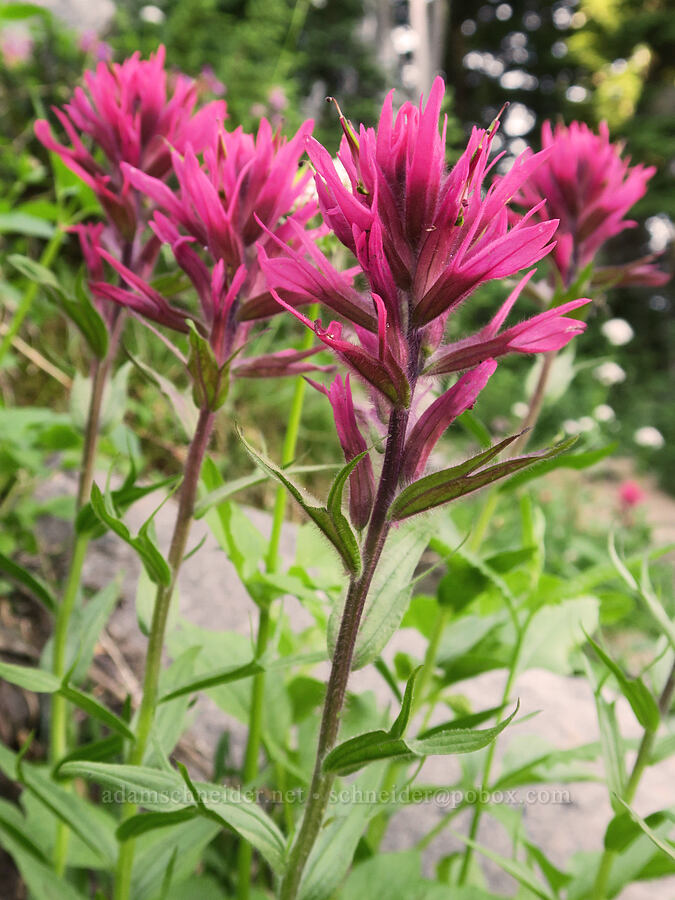magenta paintbrush (Castilleja parviflora var. oreopola) [Pinnacle Peak Trail, Mt. Rainier National Park, Lewis County, Washington]