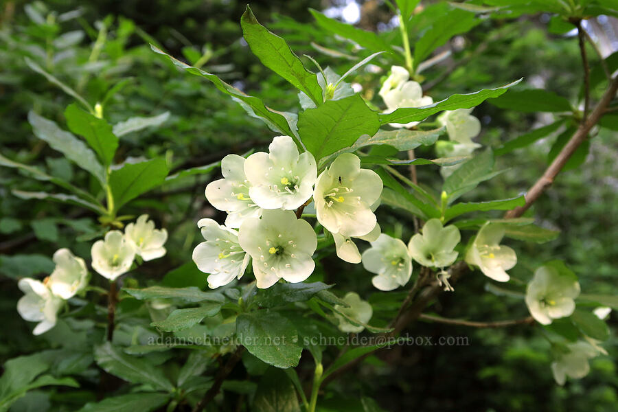 white rhododendron (Rhododendron albiflorum) [Pinnacle Peak Trail, Mt. Rainier National Park, Lewis County, Washington]