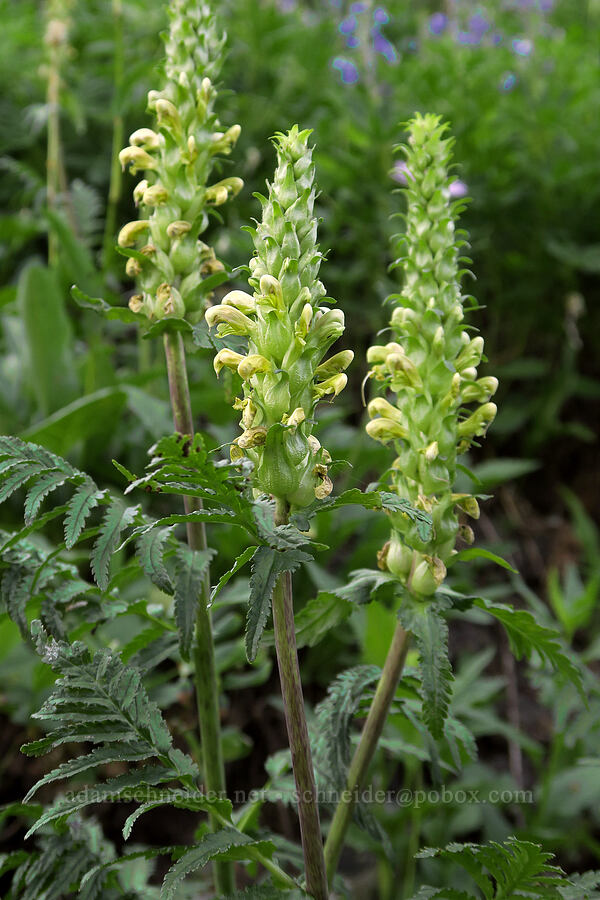 bracted lousewort (Pedicularis bracteosa) [Pinnacle Peak Trail, Mt. Rainier National Park, Lewis County, Washington]