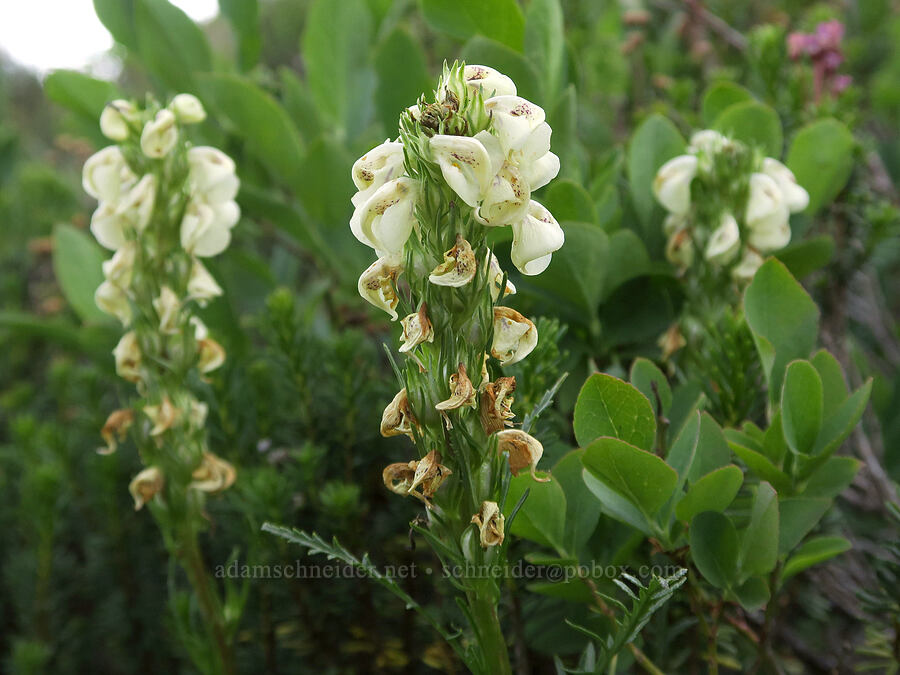 coiled-beak lousewort (Pedicularis contorta) [Pinnacle Peak Trail, Mt. Rainier National Park, Lewis County, Washington]