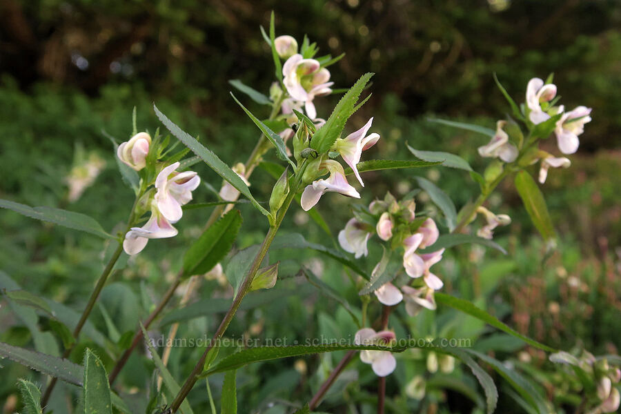 sickle-top lousewort (Pedicularis racemosa) [Plummer Peak Trail, Mt. Rainier National Park, Lewis County, Washington]