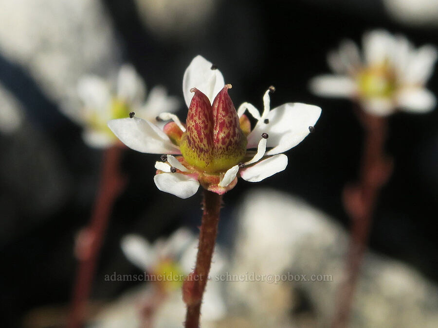Tolmie's saxifrage (Micranthes tolmiei (Saxifraga tolmiei)) [Plummer Peak Trail, Mt. Rainier National Park, Lewis County, Washington]