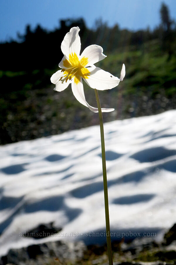 avalanche lily (Erythronium montanum) [Plummer Peak, Mt. Rainier National Park, Lewis County, Washington]