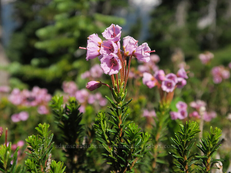 pink mountain heather (Phyllodoce empetriformis) [Plummer Peak, Mt. Rainier National Park, Lewis County, Washington]