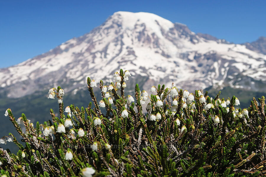 white mountain heather (Cassiope mertensiana) [Plummer Peak, Mt. Rainier National Park, Lewis County, Washington]