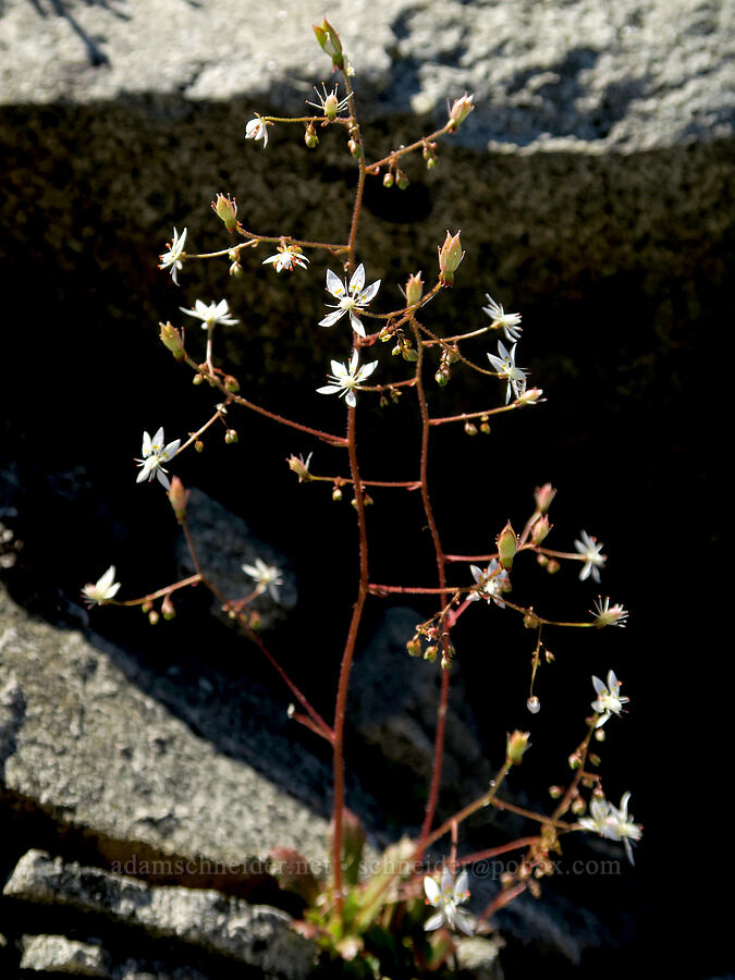 rusty saxifrage (Micranthes ferruginea (Saxifraga ferruginea)) [Tatoosh Range, Mt. Rainier National Park, Lewis County, Washington]