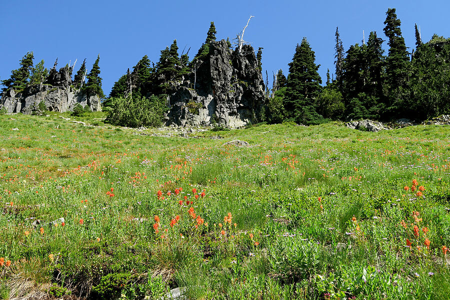 paintbrush & asters (Castilleja miniata, Eucephalus ledophyllus (Aster ledophyllus)) [Tatoosh Range, Mt. Rainier National Park, Lewis County, Washington]