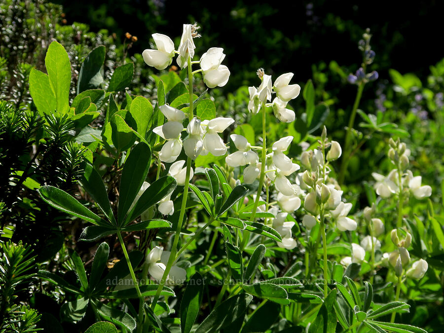 white lupine (Lupinus latifolius) [Tatoosh Range, Mt. Rainier National Park, Lewis County, Washington]