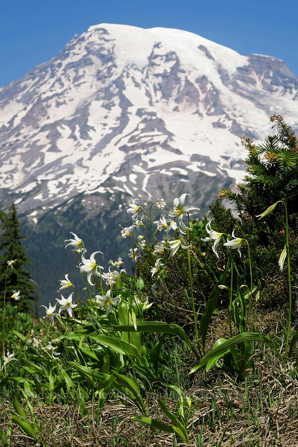 avalanche lilies (Erythronium montanum) [Tatoosh Range, Mt. Rainier National Park, Lewis County, Washington]