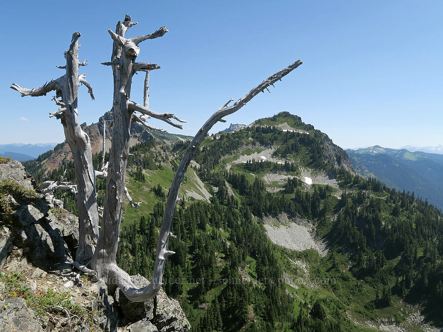 dead tree & Plummer Peak [Lane Peak, Mt. Rainier National Park, Lewis County, Washington]