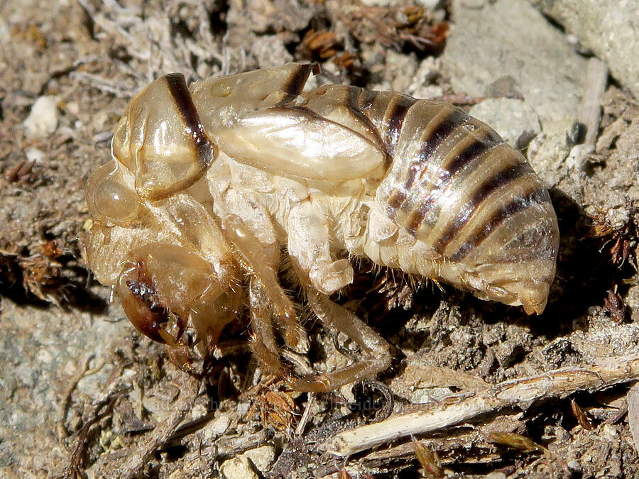 cicada exuvia [Lane Peak, Mt. Rainier National Park, Lewis County, Washington]
