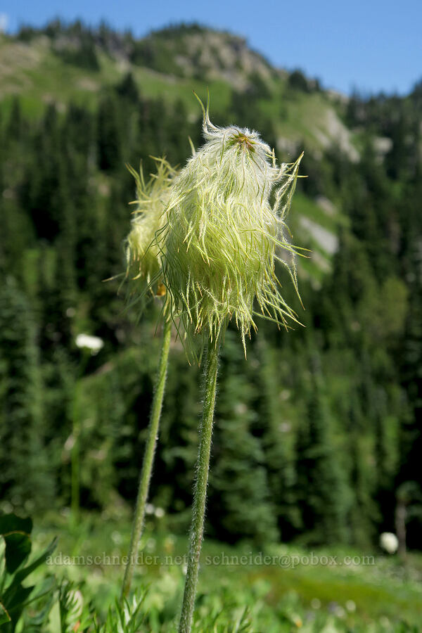 western pasqueflower seed heads (Anemone occidentalis (Pulsatilla occidentalis)) [Tatoosh Range, Mt. Rainier National Park, Lewis County, Washington]