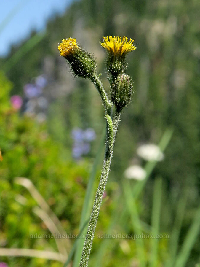 alpine hawkweed (Hieracium gracile (Hieracium triste) (Pilosella tristis)) [Tatoosh Range, Mt. Rainier National Park, Lewis County, Washington]